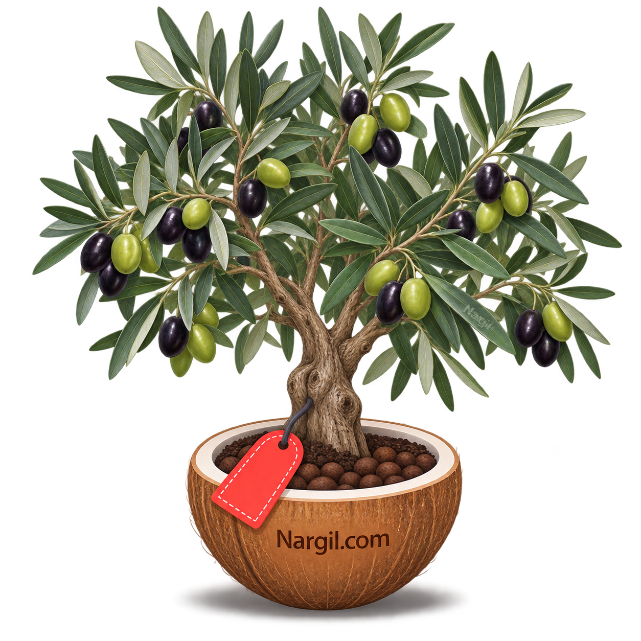 Nargil_Olea europaea
